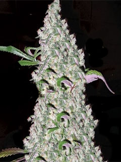 blueberry auto