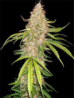 jack herer auto
